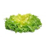 Frisée Grosse Côte