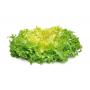 Frisée Grosse Côte