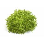 Frisée Fine