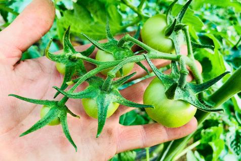 Lancement de la production de nos tomates sans pesticides
